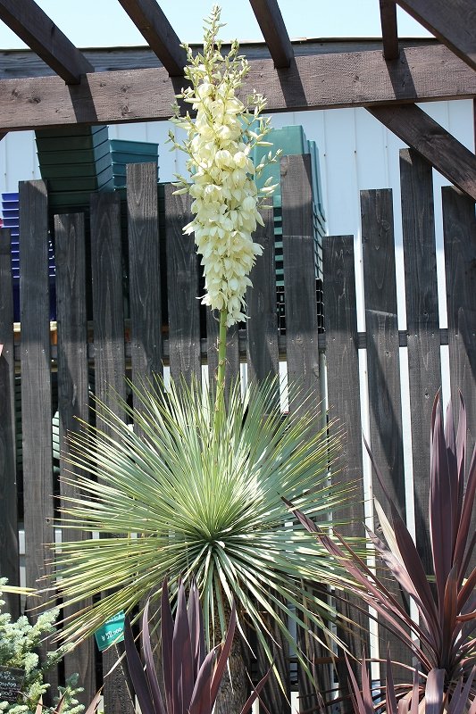 ユッカ ロストラータの花が咲きました 大洋グリーンブログ