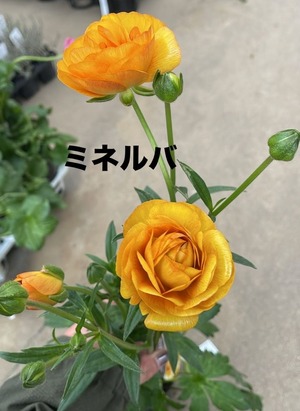 LINE_ALBUM_ラナンキュラス　ラックス_250205_4