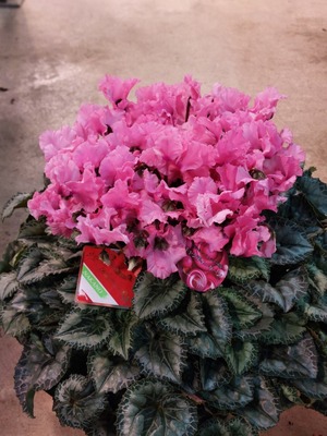 LINE_ALBUM_20241127_241127_1