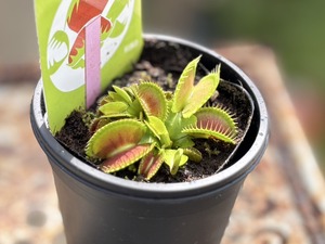 S__40132626_0