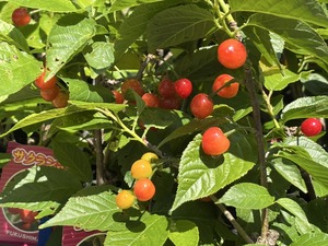 S__40419372_0