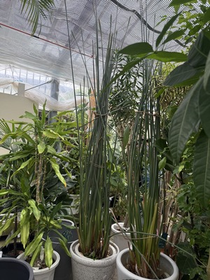 S__94961780_0