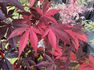S__99131657_0