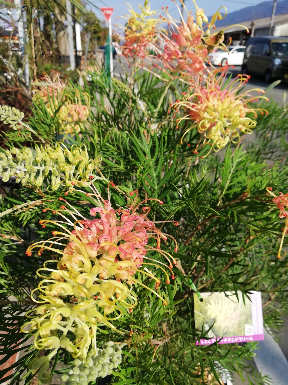 グレビレア エンドリチェリアナ 特大