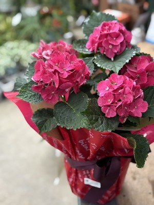 S__40599632_0