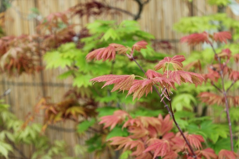 九州一のモミジ取揃え(^^)/芽吹き始まりました＼(^o^)／ : 大洋