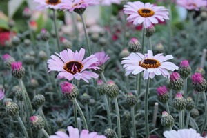 IMG_4605