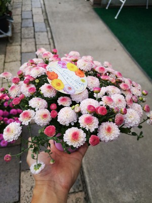 IMG_20191008_170200