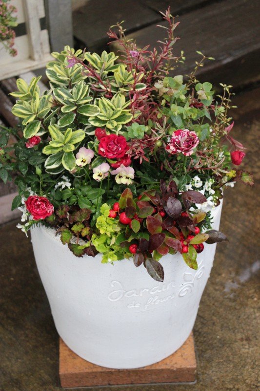 セールご来店の御礼m M 八重咲きアネモネ 凛凛花 入荷 大洋グリーンブログ