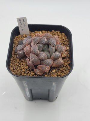 LINE_ALBUM_240913ハオルチア入荷_240914_27
