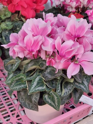 LINE_ALBUM_20241211_241211_15