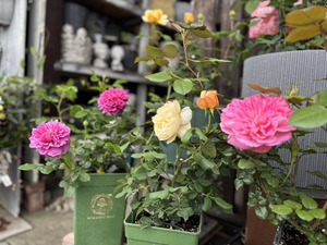 S__39960590_0