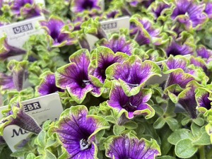 S__40189960_0