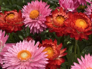 S__40419382_0
