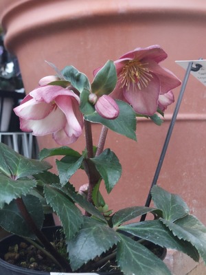 LINE_ALBUM_20241225_241225_13