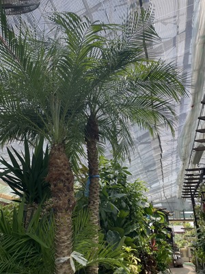 S__46972943_0