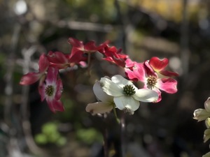 S__41025580_0