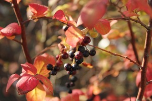 IMG_1202