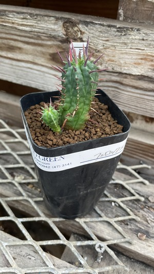 S__70393863_0