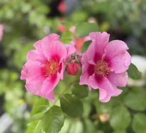 S__99131471_0
