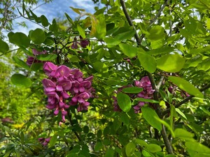 IMG_1442