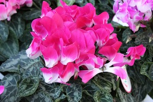 IMG_1790