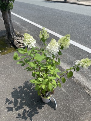 S__46972941_0