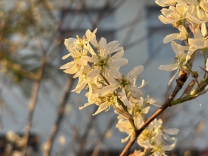 S__41025578_0