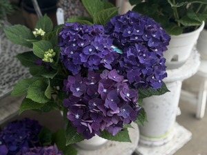 S__40943708_0