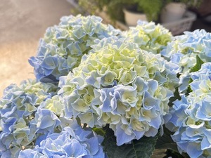 S__40419431_0