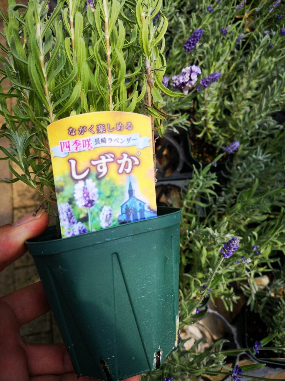 人気のオーストラリア植物3種入荷 大洋グリーンブログ 人気のオーストラリア植物3種入荷 大洋グリーンブログ