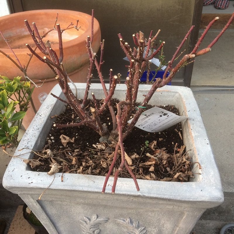 バラのマル秘 じゃなく公開 元肥の施肥術 大鉢 大洋グリーンブログ