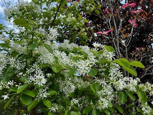 IMG_1448