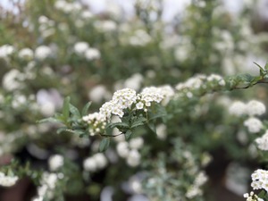 S__39551082_0