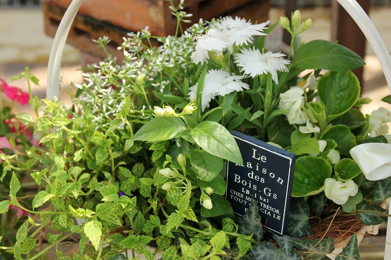 可愛らしい寄せ植え 大洋グリーンブログ