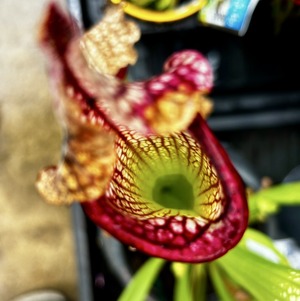 S__65544204_0