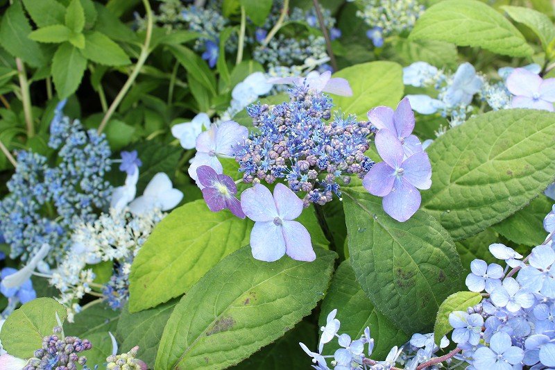 花が満開でございます 大洋グリーンブログ 花が満開でございます 大洋グリーンブログ