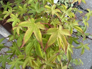S__99131671_0
