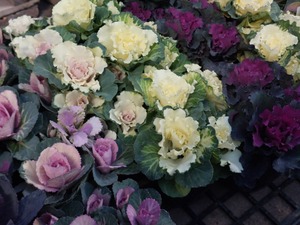 LINE_ALBUM_20241225_241225_4