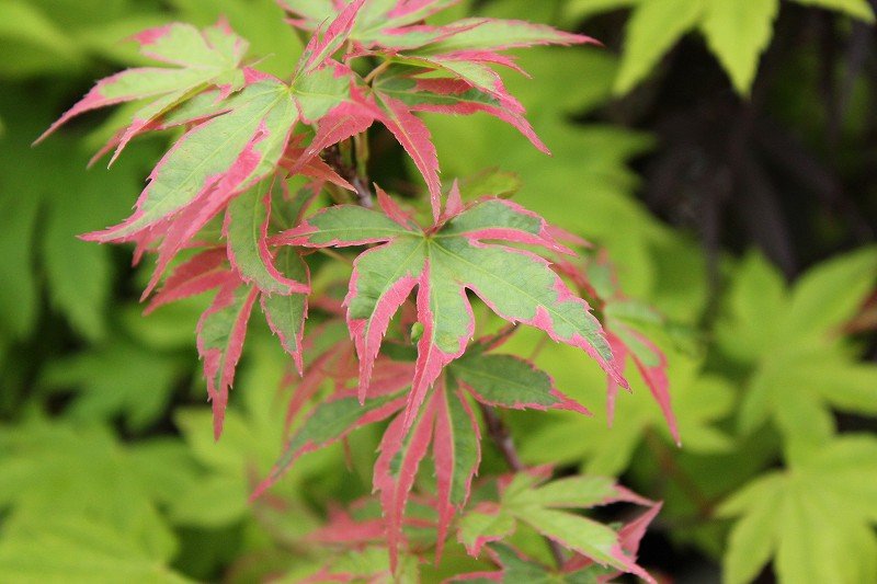 春のもみじまつり＼(^o^)／斑入りタイプ編 : 大洋グリーンブログ