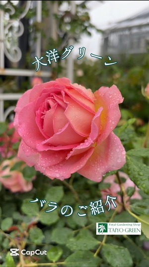 S__40132621_0