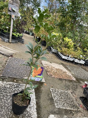 S__49807373_0