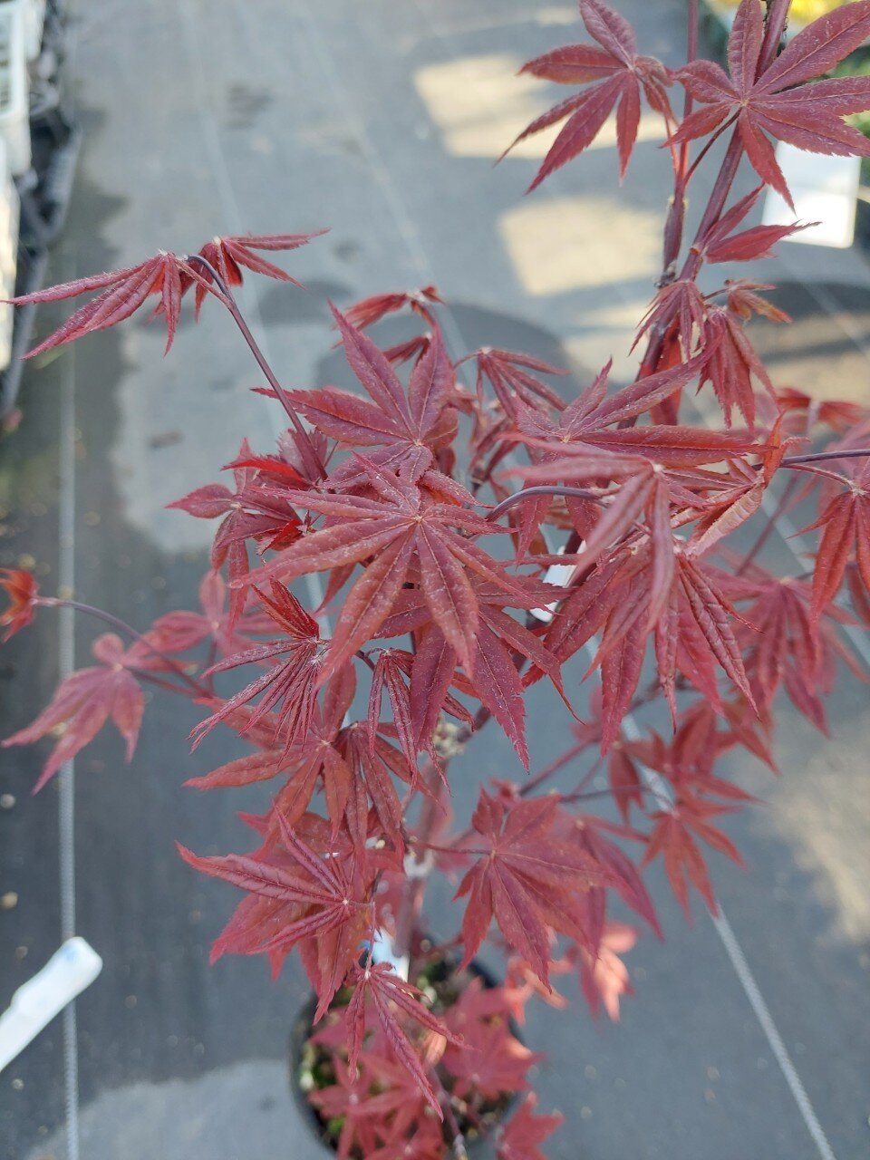 芽吹が綺麗な良形の イロハモミジ 880 樹高1.4m位 紅葉 モミジ 芽吹が
