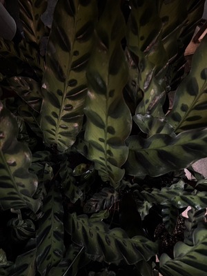S__40189985_0
