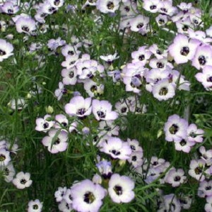 08giliatricolor1