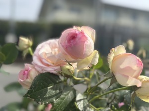 S__40943674_0