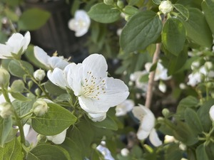 S__41033767_0