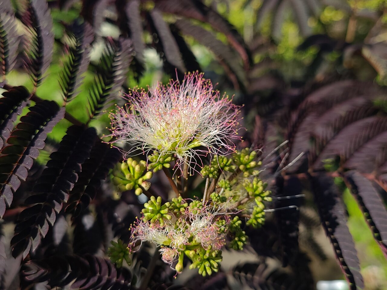 ヘスペラロエの花 ロータスブリムストーンの花 シロタエギクの花 サマーチョコレートの入荷いろいろ 大洋グリーンブログ