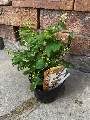 S__78643220_0