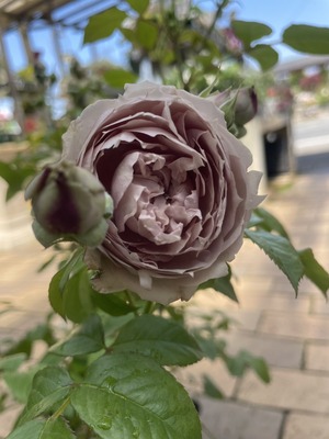 S__66650117_0